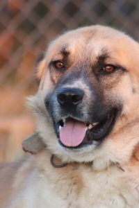 close up portrait of an anatolian shepherd dog