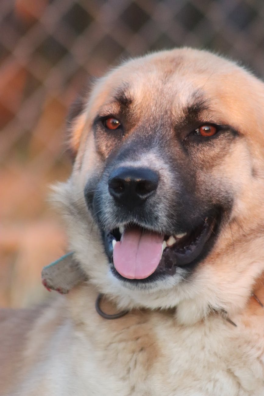 close up portrait of an anatolian shepherd dog